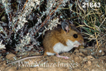 Peromyscus maniculatus